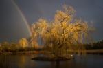 Der goldene Regenbogenbaum