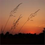 gras