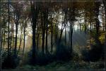 Herbstwald 4