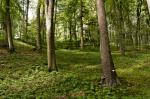 Wald bei Kassel