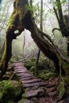 Yakusugi-Im Wald der uralten Bäume