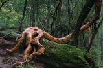 Yakusugi-Im Wald der uralten Bäume