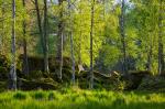 Frühlingsstimmung im Wald