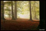 Herbstwald I