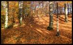 Herbstwald III