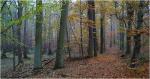 Herbstwald