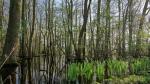 Erlenbruchwald am Dümmersee