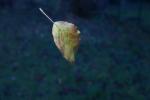 Fallendes Blatt neuer Versuch 1