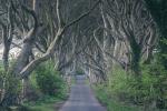 Dark Hedges