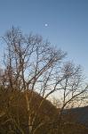 Karger Baum mit neuem Mond kl