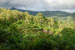 Regenwald Mauritius