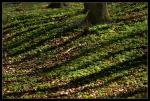 waldzebra