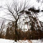 Winterwald 02