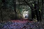 allein im Wald