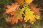 Herbstfarben