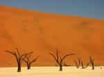 Dead Vlei