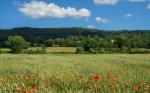 Sommerlandschaft