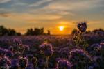 Phacelia im Abendlicht