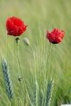 mohn