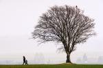 Der alte Baum in Farbe