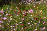 Blumenwiese Ortenberg