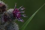 Distel mit Spinnweben 2