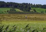 Ernte im Moor