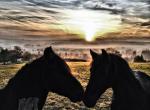 HDR-Pferde im Sonnenaufgang