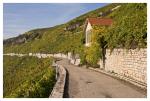 Weinwanderung Felsengärten