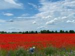 klatschmohn