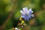 Wiesenblume