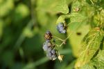 Die letztn Brombeeren