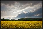 Rapsfeld-Abendstimmung