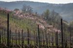 Weinbergspfirsichblüte