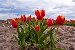 Tulpen im Wind