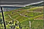 Weinberge HDR