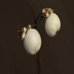 Herbstblume