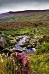 Bach in Glendalough