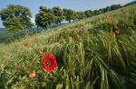 Mohn im Gerstenfeld