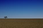 lonesome tree