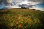 mohn+sky