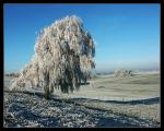 Winterbaum