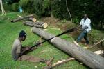 Kenianische Holzfäller I