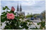 Kölner Dom im Hintergrund