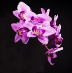 Orchidee #2