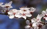 Blüten Wildpflaumenbaum