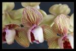 Orchidee 2 zoom