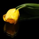 Tulpe 1