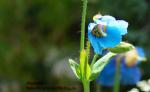 Blauer Mohn