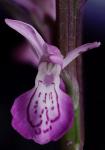 heimische Orchidee